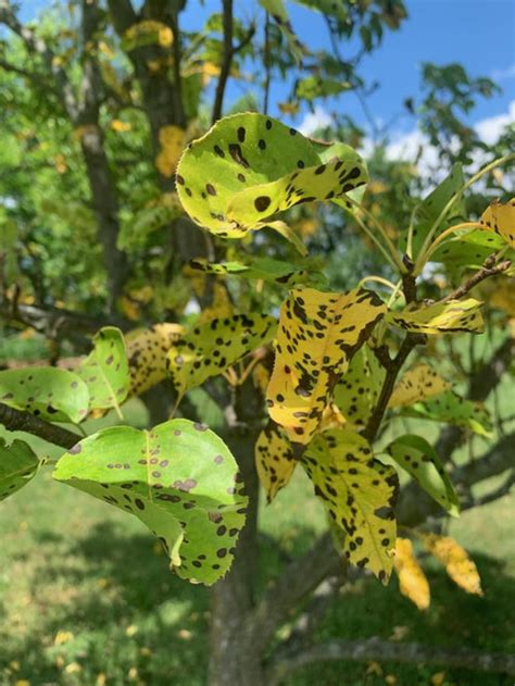 How To Treat Black Spots On Pear Tree Leaves