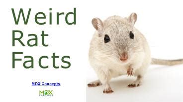 PPT – Weird Rat Facts You Did Not Know PowerPoint presentation | free ...