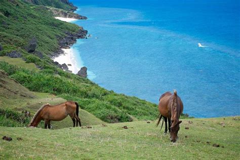 海と空に囲まれて、日本最西端の与那国馬が暮らす場所 - OKINAWA41