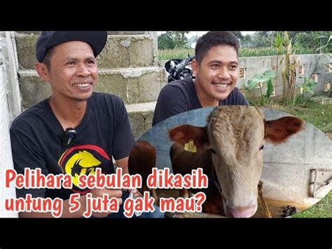 Pelihara Sapi Satu Ekor Sebulan Dikasih Untung Juta Gak Mau Ini