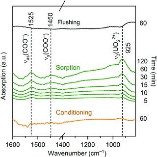 Extracted Spectra Of The Uranium Vi Species In The Cell Pellets Of The