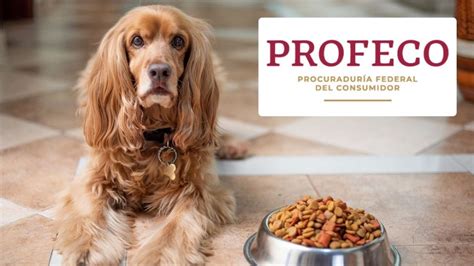 Profeco Esta Es La Marca Premium De Croquetas Para Perro Con Menos