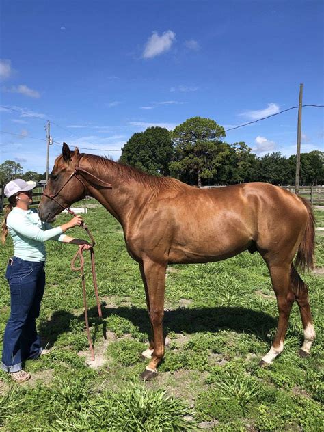 The Story Behind the Name of Thoroughbred Horse Potoooooooo 4