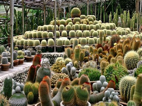 Paraisos De Cactus Suculentas Jardin Jardines Suculentas