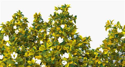 Southern Magnolia Tree 3d Model Turbosquid 1412716