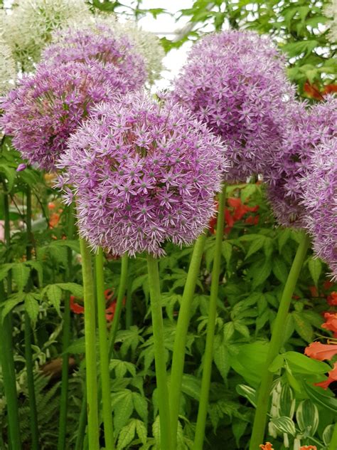 Allium macleanii ‚His Excellency‘ – Foerster Stauden GmbH
