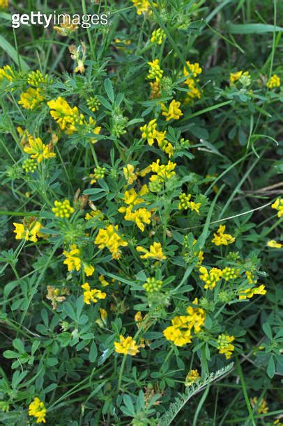 Blossoms Of Alfalfa Sickle Medicago Falcata