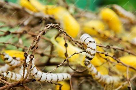 Premium Photo | Silkworm