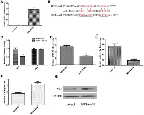 LncRNA HIF1A AS2 Promotes Osteosarcoma Progression By Acting As A