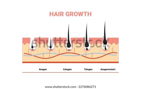 Anatomical Training Poster Hair Growth Phase Stock Vector Royalty Free