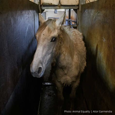 Breaking investigation by Animal Equality uncovers horses killed