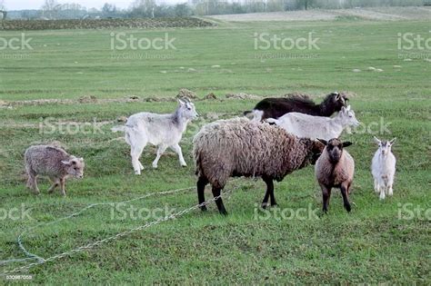 sheep  goats grazing   grass stock photo  image