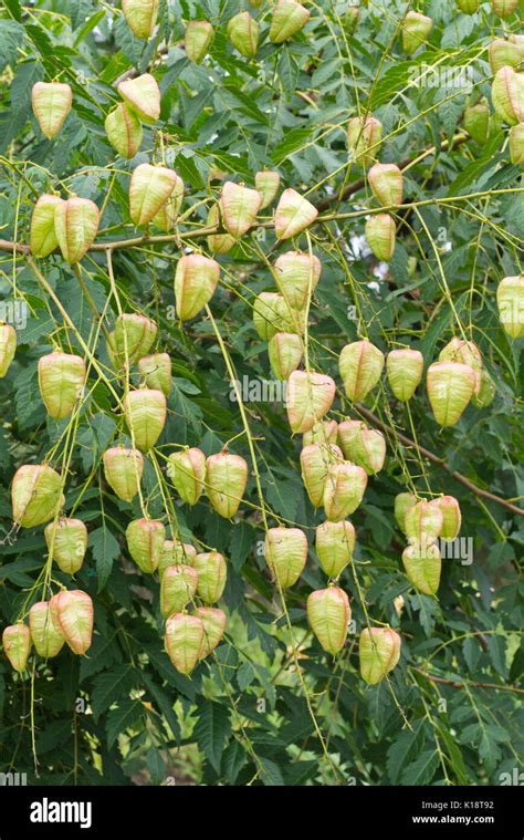 Golden Rain Tree Koelreuteria Paniculata Var Apiculata Stock Photo