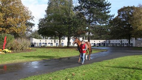 Soave Talon Solide Et Polyvalent Au Haras Du Lion En France Sire