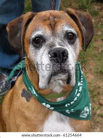 Old Boxer Dog Stock Photo 61254664 : Shutterstock