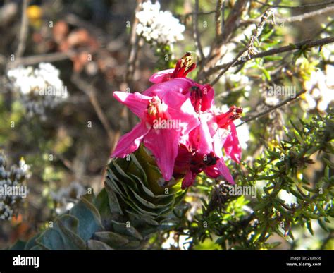 Salter (Saltera sarcocolla Stock Photo - Alamy