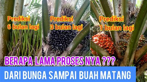 Berapa Bulan Proses Bunga Sawit Berubah Menjadi Buah Matang