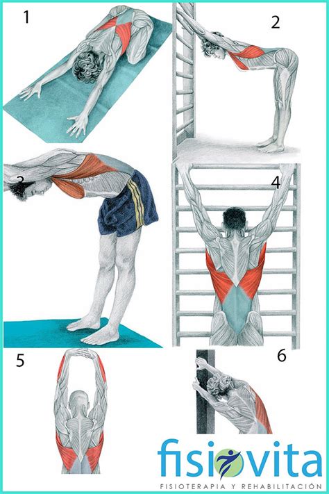 6 VARIANTES PARA ESTIRAR CORRECTAMENTE EL MÚSCULO DORSAL ANCHO