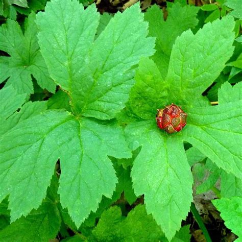 10 Goldenseal Plant Roots Perennial Herb Goldenseal Plants Roots For