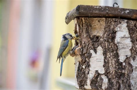 When Do Blue Tits Start Nesting Essential Guide For Bird Lovers