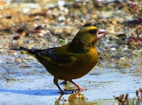 Nepali bird: Birds of Nepal: 867 Species