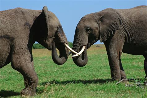 quad hd african bush elephants tusked encounter