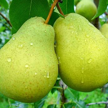 Груша «Ларинская» — описание, фото и характеристики сорта