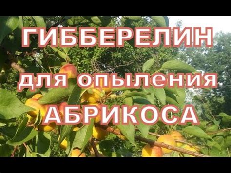 Гибберелин для опыления абрикоса - YouTube