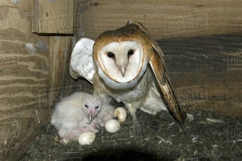 Barn Owl Owlet And Eggs In Nest Box Stock Photo Dissolve
