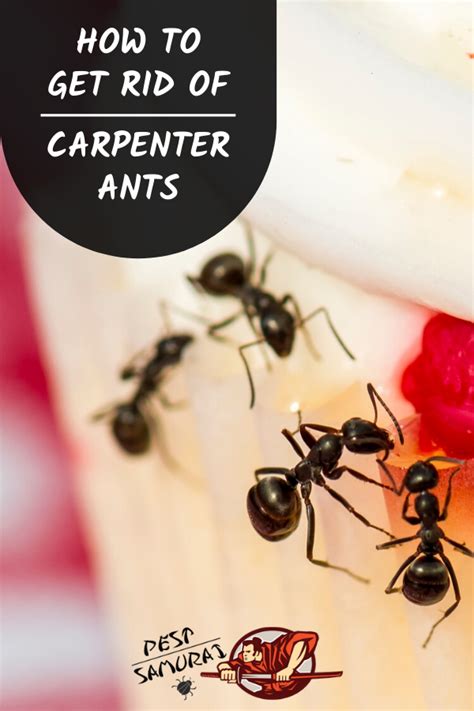 How To Get Rid Of Carpenter Ants Artofit