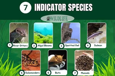 7 Indicator Species Monitoring North American Ecosystems - Wildlife ...