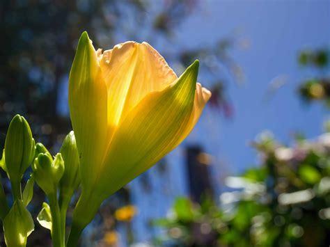 5 Types of Yellow Lilies - A-Z Animals