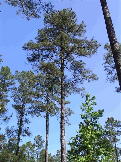 Mature Southern Pines They Always Remind Me Of Home Pine Tree