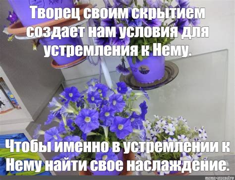 Создать мем "кампанула биколор махровый, петуния, цветы" - Картинки ...