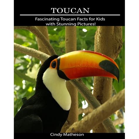 Toucan : Fascinating Toucan Facts for Kids with Stunning Pictures ...