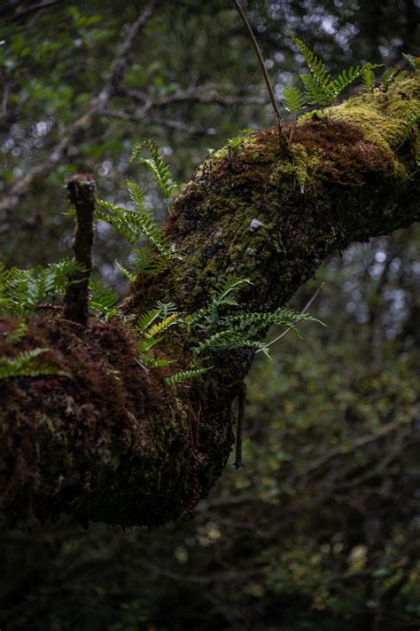 Temperate Rainforests — Climate Words