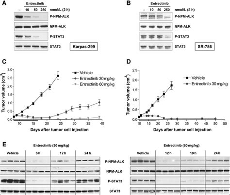 Mechanism Of Action And In Vivo Activity Of Entrectinib In Alk Driven