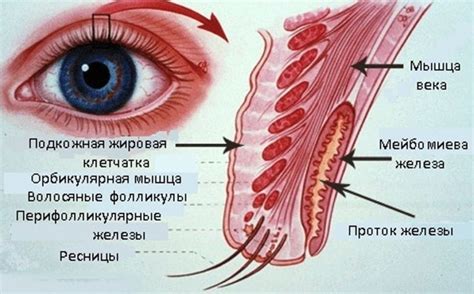 Строение глаза человека - схема анатомии с описанием функций, фото
