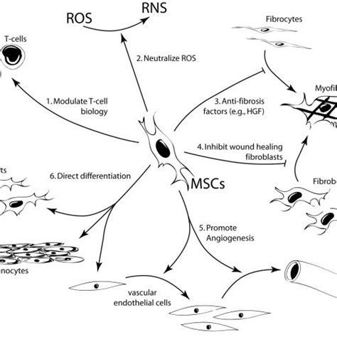 Mesenchymal Stem Cells Can Influence Cutaneous Regeneration By Multiple Download Scientific