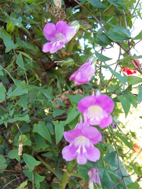 Азарина Лазающая Фото В Саду – Telegraph