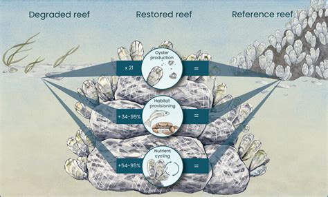 Effects of oyster reef restoration on oyster production, habitat ...