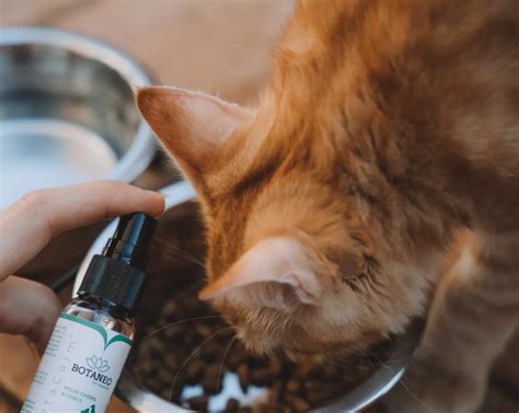 Cbd Para Pets O Que E Benef Cios Do Uso Da Cannabis Medicinal Em