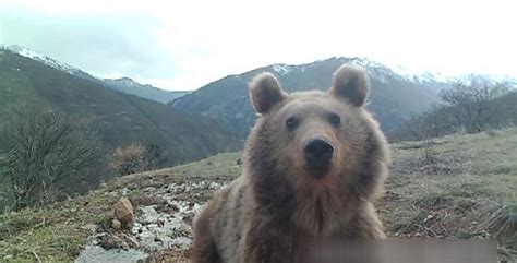 Tunceli de yaban hayatının zenginliği fotokapanlara yansıdı