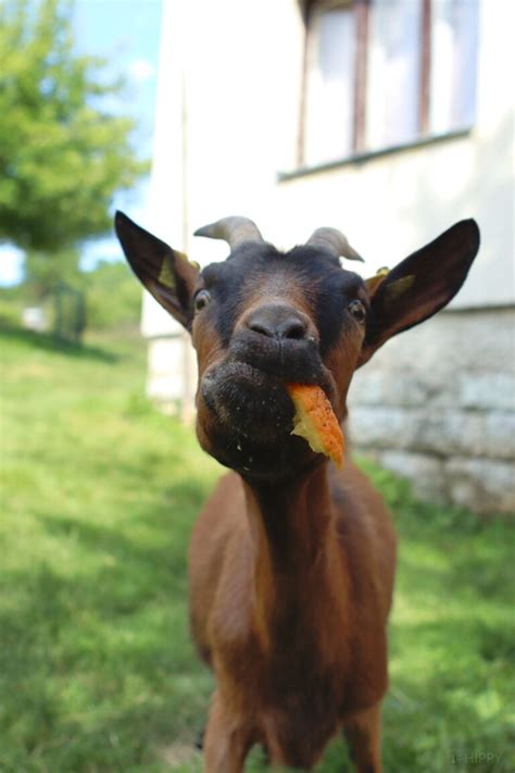 how long to goats live