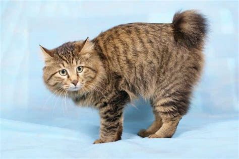 Курильский бобтейл: описание породы, характер, фото, цены