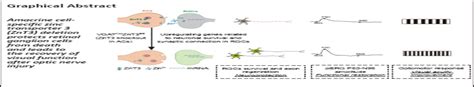 Selective Deletion Of Zinc Transporter In Amacrine Cells P