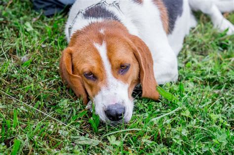 Un Perro Joven Cría Un Sabueso Estonio En Una Cadena Tirado En El Pasto