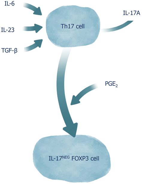 Relationship Between Th17 Immune Response And Cancer