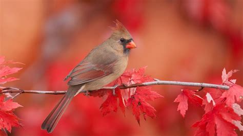 Red Cardinal Bird Is Sitting On Tree Stem In Blur Background HD Animals ...