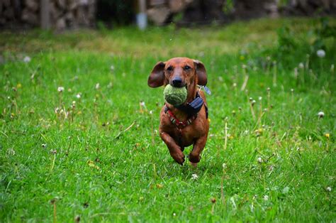 Más De 80 000 Imágenes Gratis De Dachshund Animado Y Dachshund Pixabay